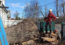 Валка деревьев