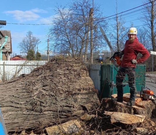 Валка деревьев